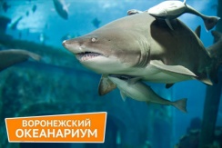 Посещение Воронежского океанариума в сити-парке «Град» со скидкой 51%