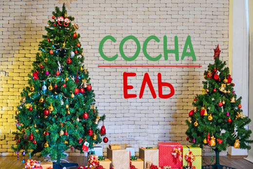 Пышные, зеленые, новогодние ели и сосны прямиком с плантации со скидкой 60%