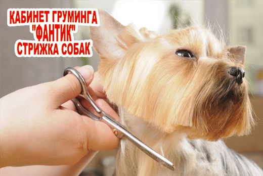 Стрижка собак от 500 рублей в кабинете груминга «Фантик»